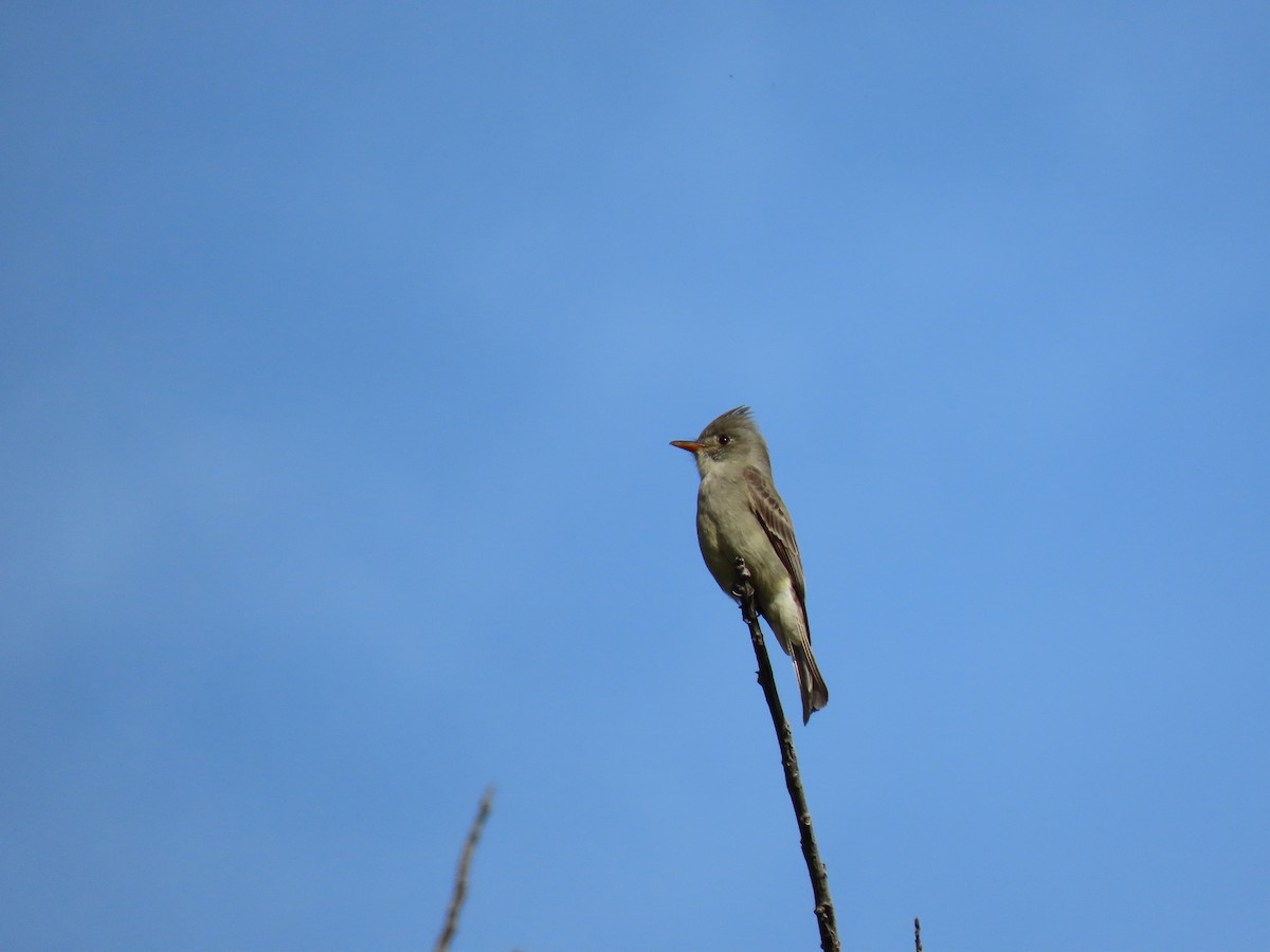 Greater Pewee - ML209472821