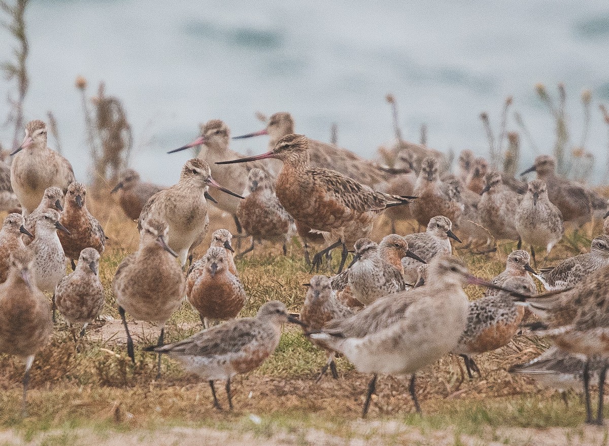 Bar-tailed Godwit - ML209472871