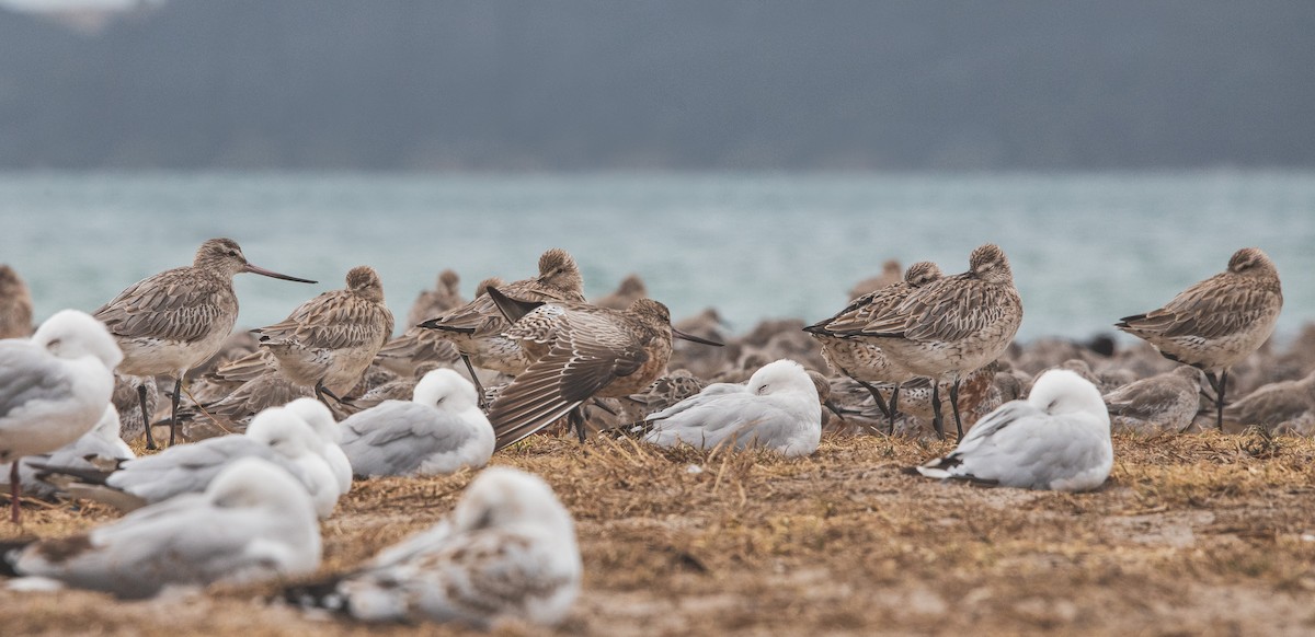 Bar-tailed Godwit - ML209473541