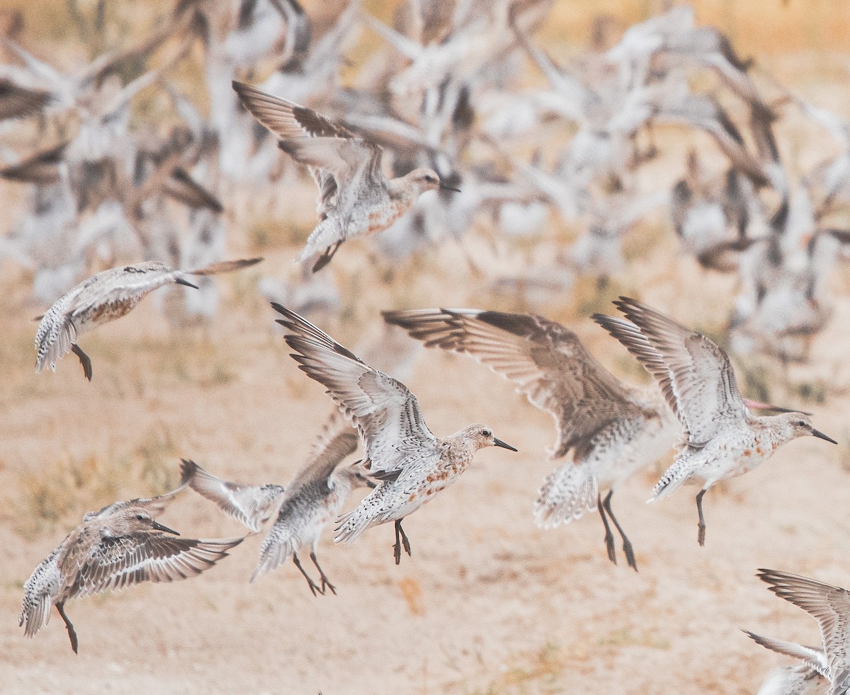 Red Knot - ML209473921