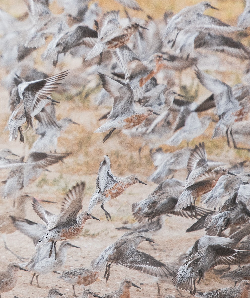 Red Knot - ML209473941