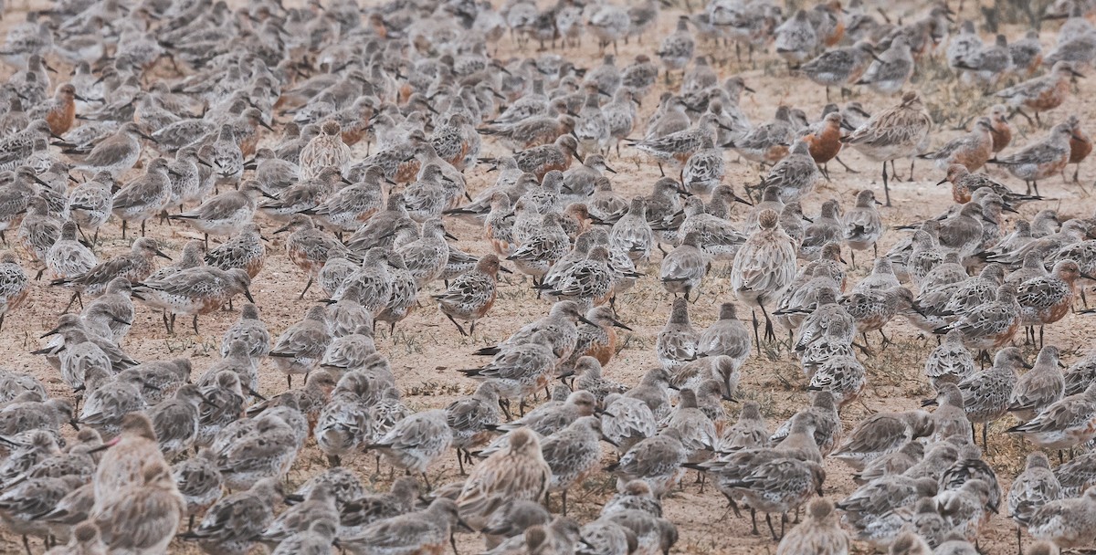 Red Knot - ML209474211