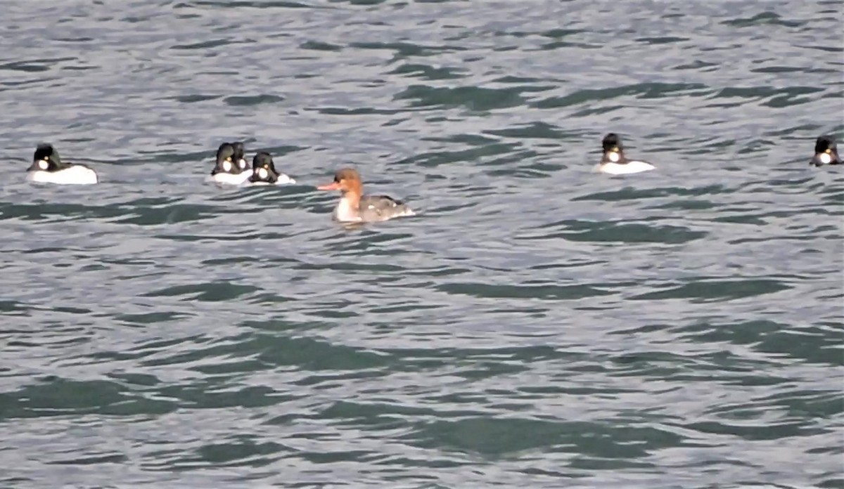 Сэвгэр бохио - ML209474391