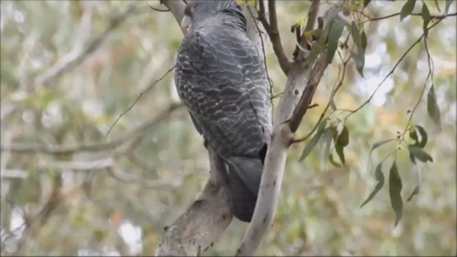 Gang-gang Cockatoo - ML209474481