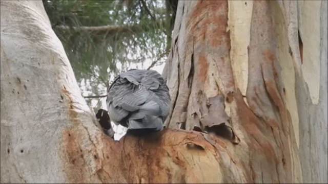 Gang-gang Cockatoo - ML209474671