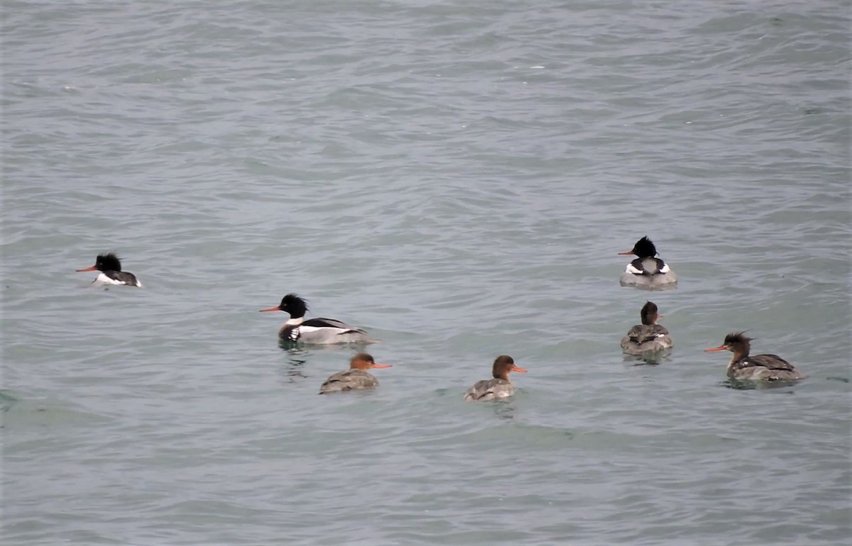 Сэвгэр бохио - ML209475121