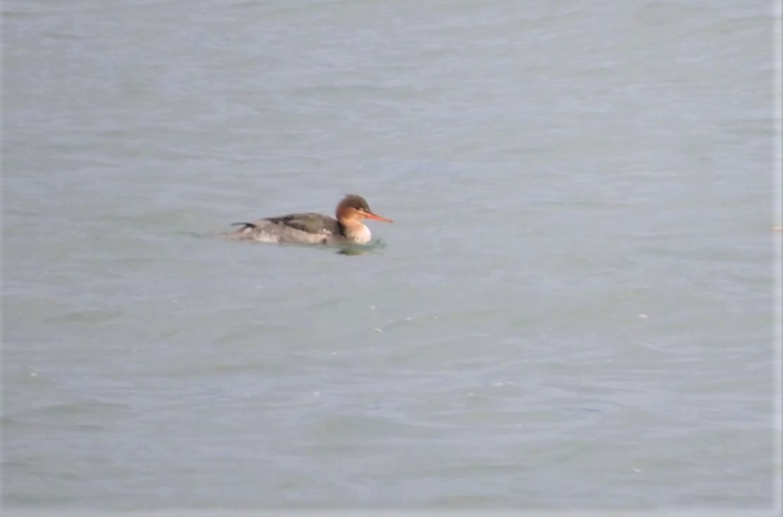 Сэвгэр бохио - ML209475141