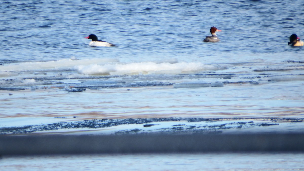 Common Merganser - ML209475471