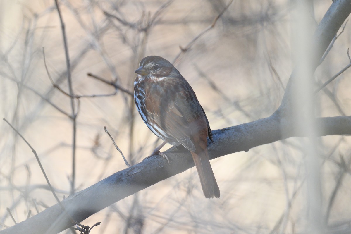 Fox Sparrow (Red) - ML209475531