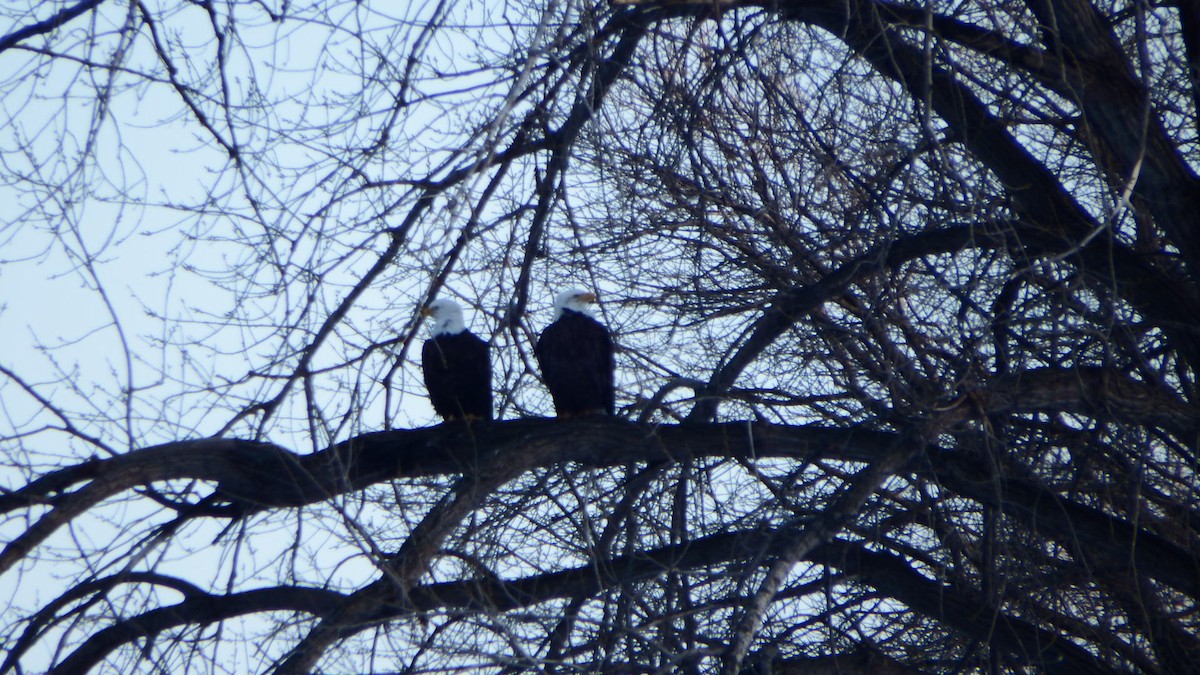 Bald Eagle - ML209475611