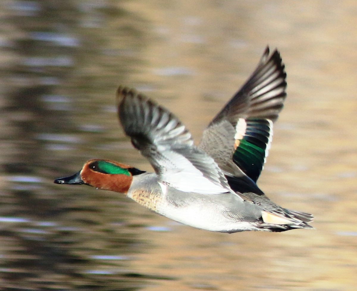 Green-winged Teal - ML209478201