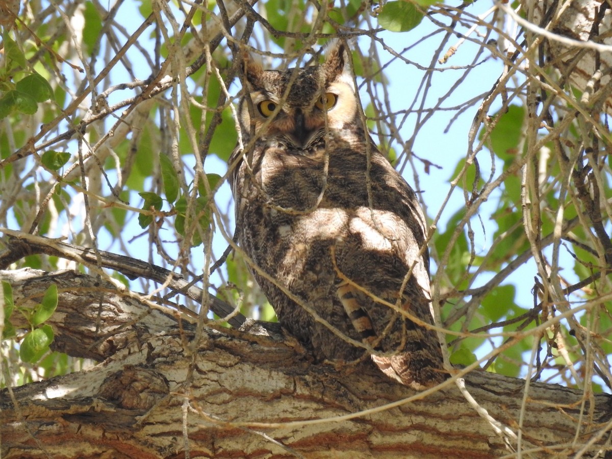 Great Horned Owl - ML209478771