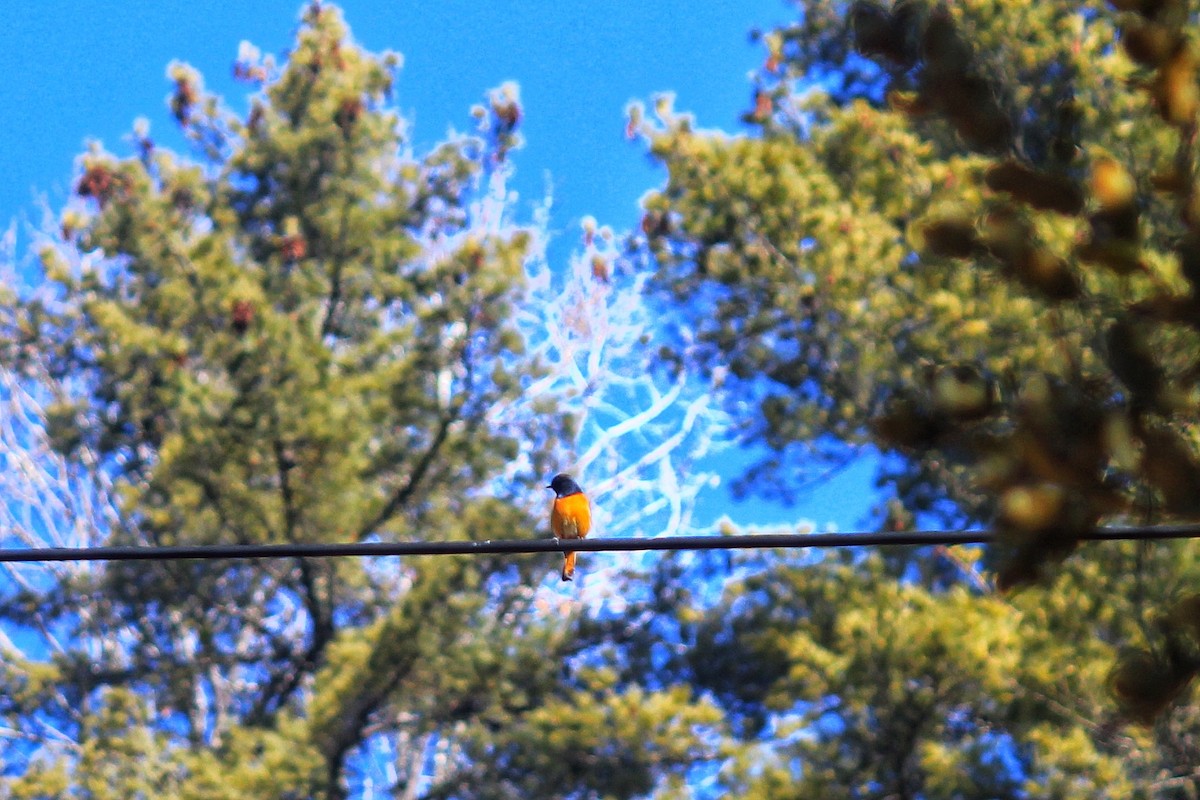 Short-billed Minivet - ML209479171