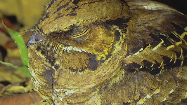 Common Pauraque - ML209480811