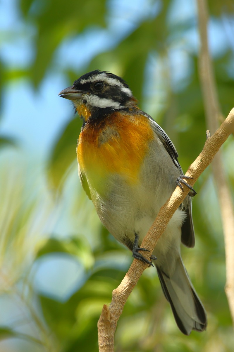 Western Spindalis (Bahamas Green-backed) - ML209481281