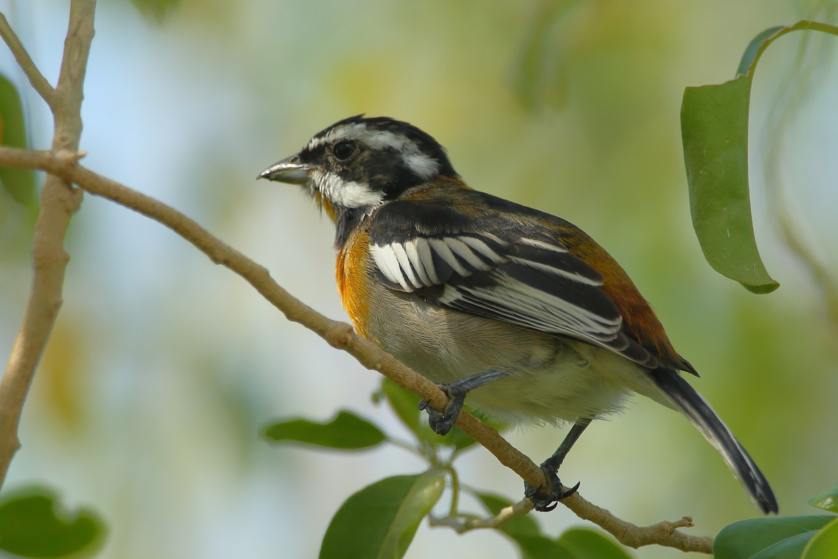 Western Spindalis (Bahamas Green-backed) - Bruce Robinson