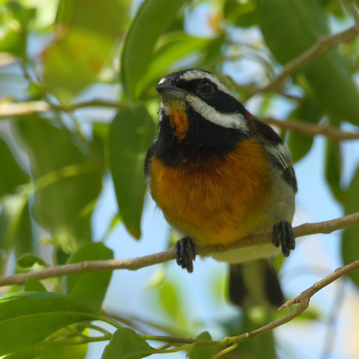 Western Spindalis (Bahamas Green-backed) - Bruce Robinson