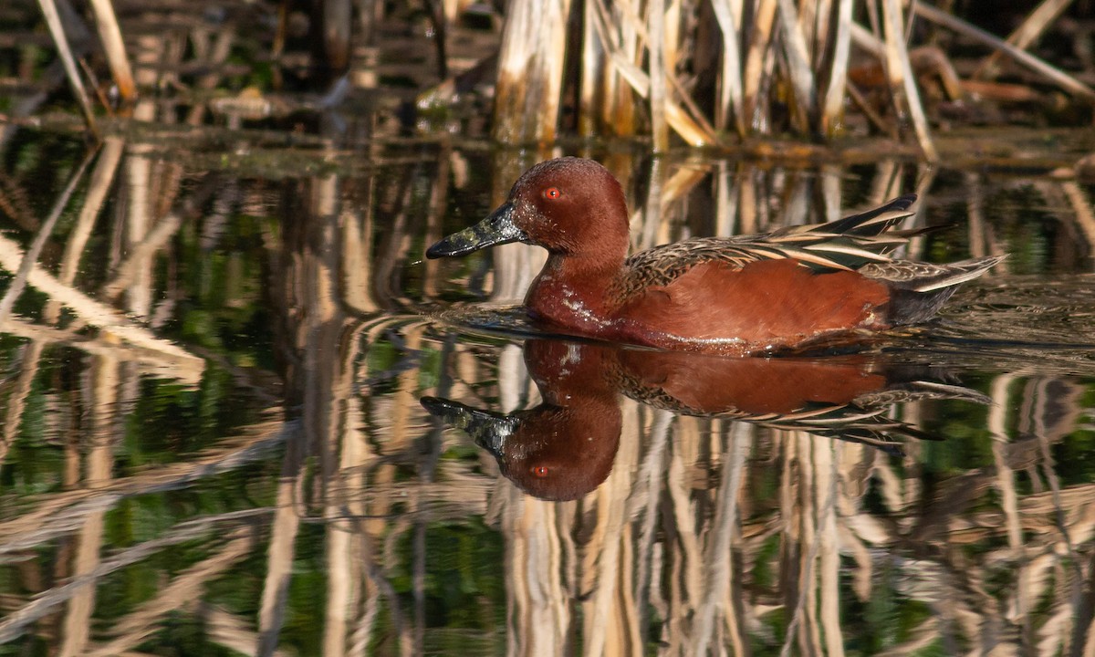 Cinnamon Teal - Paul Fenwick