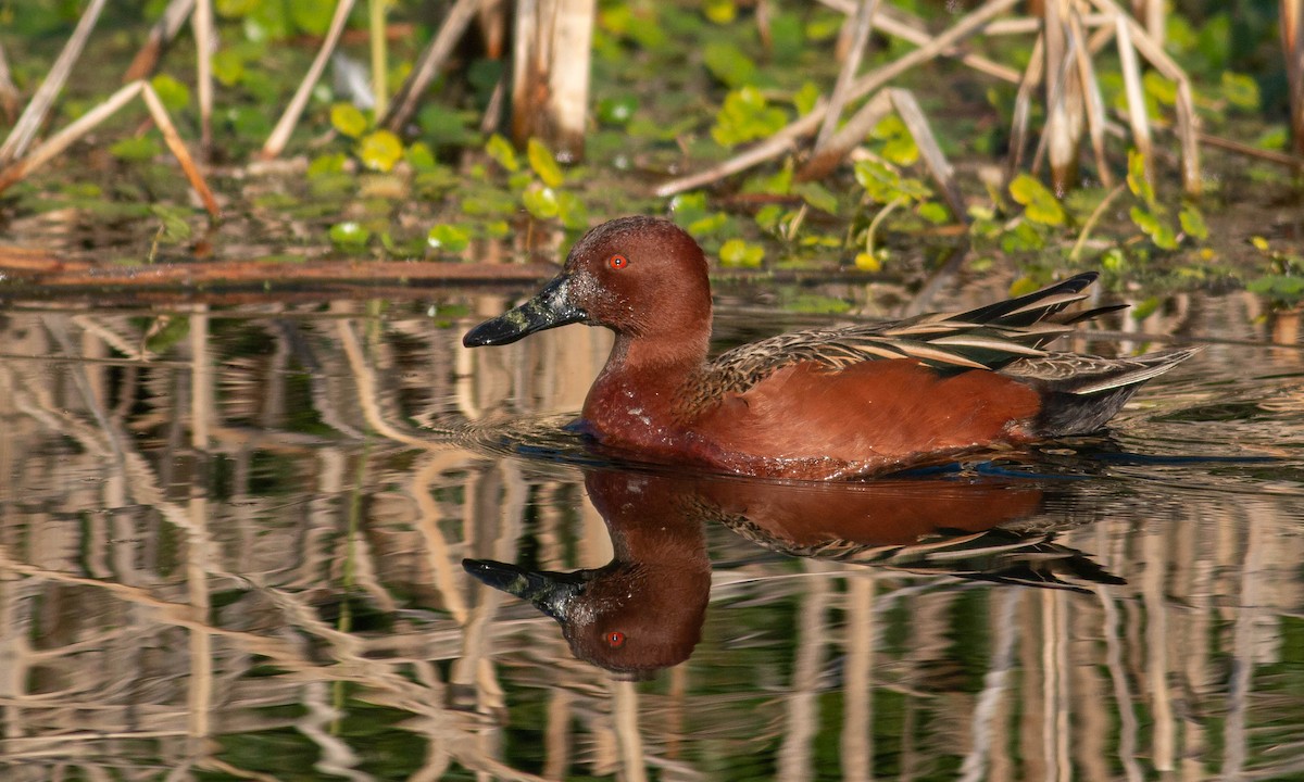 Cinnamon Teal - ML209483591