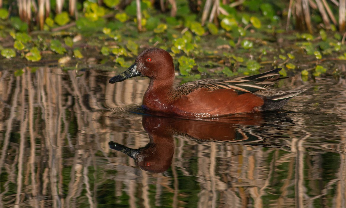 Cinnamon Teal - ML209483621