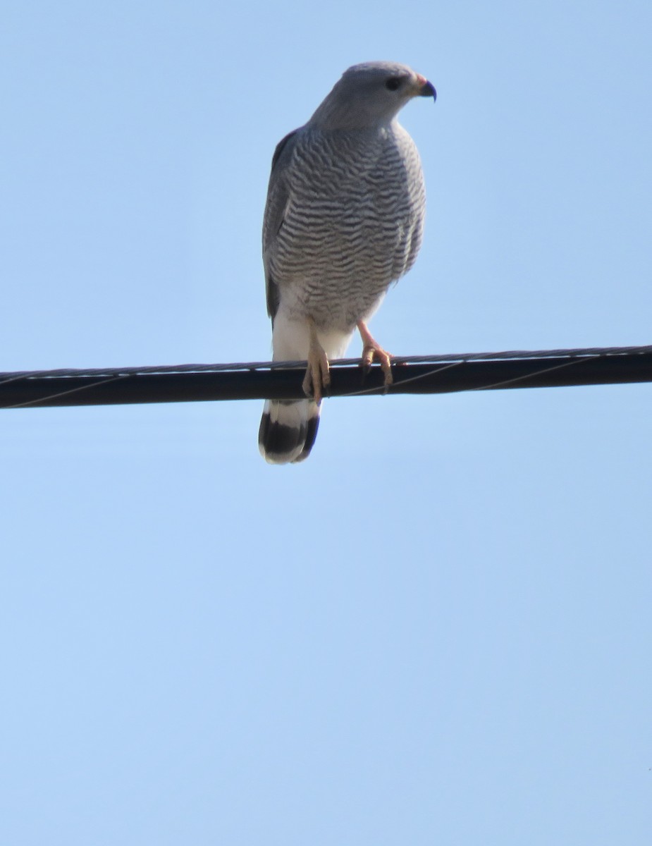 Busardo Gris Norteño - ML209483671