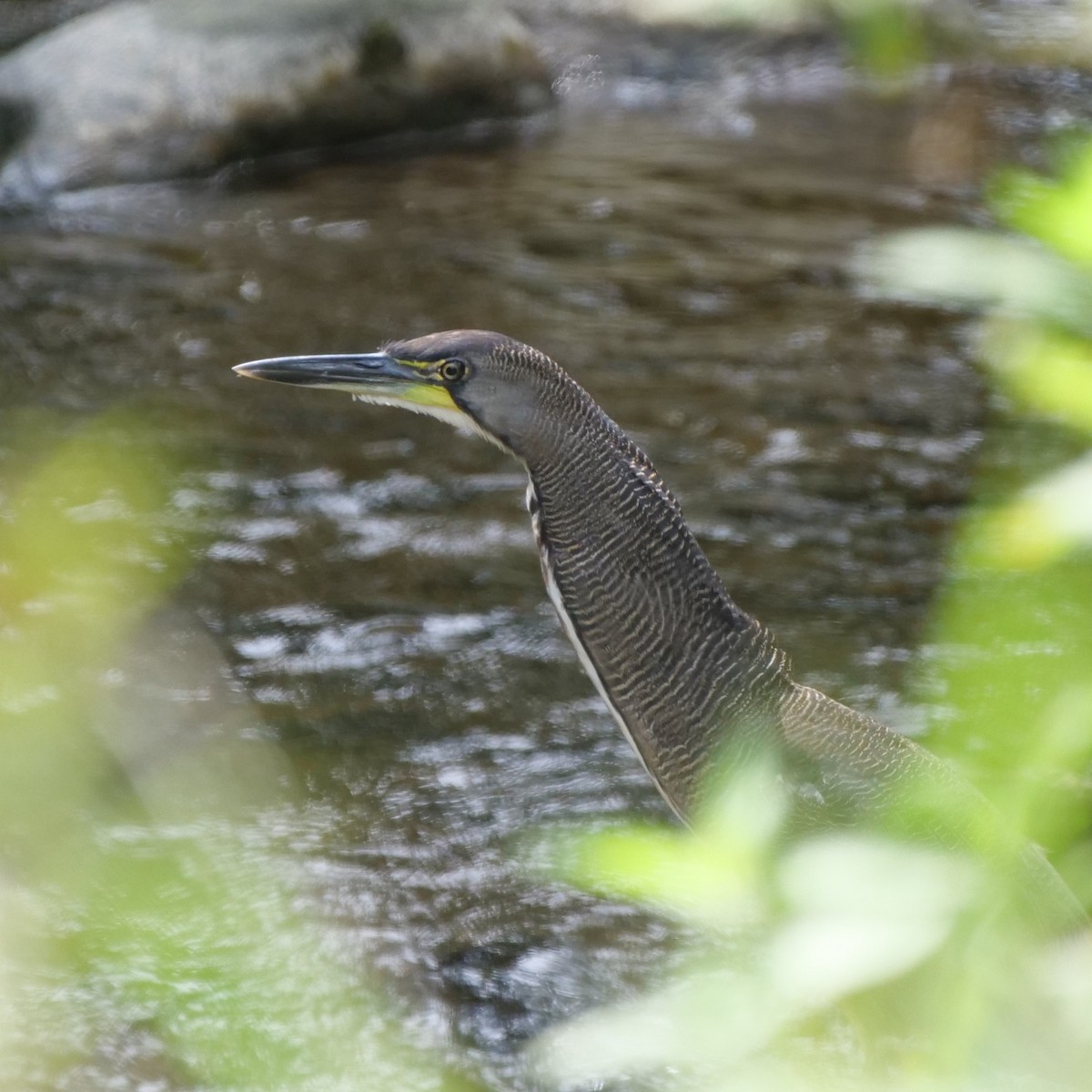 Fasciated Tiger-Heron - ML209488221