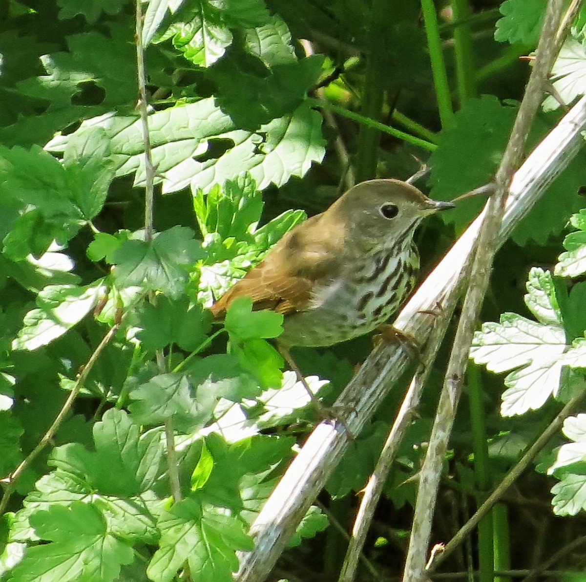 Hermit Thrush - ML209488671