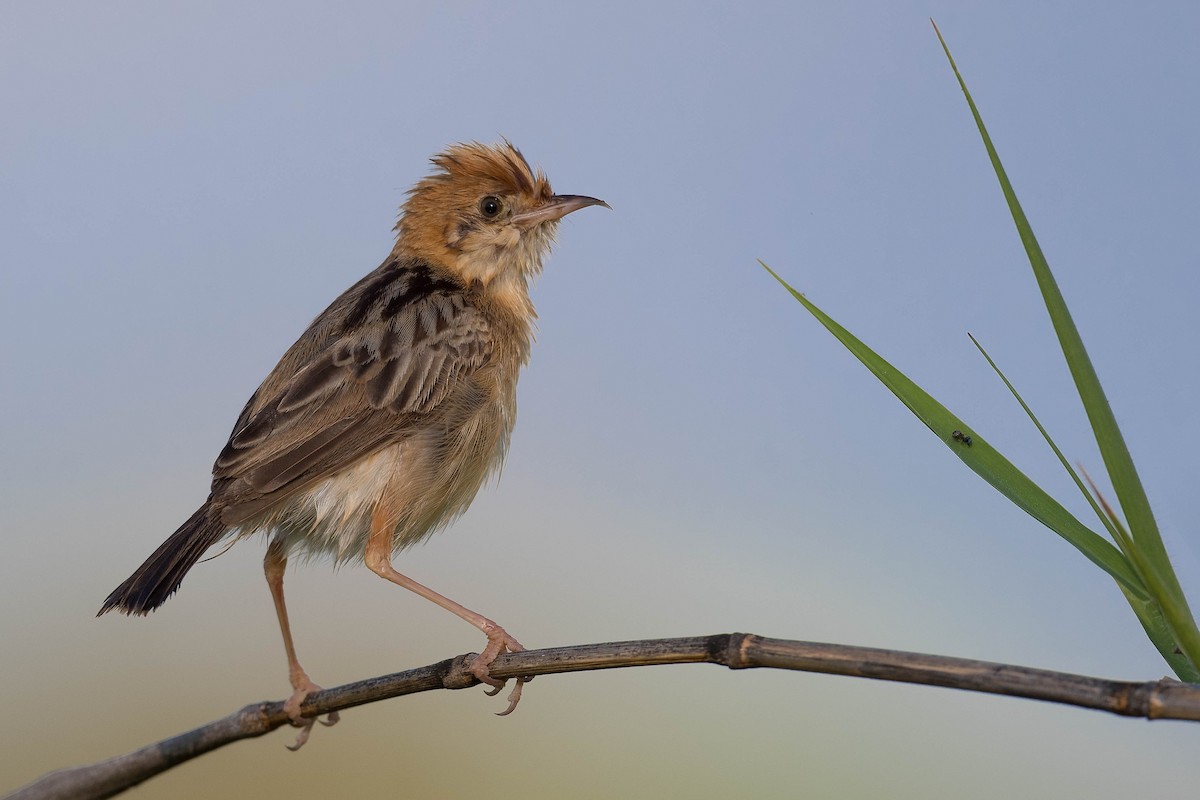 Golden-headed Cisticola - ML209492431