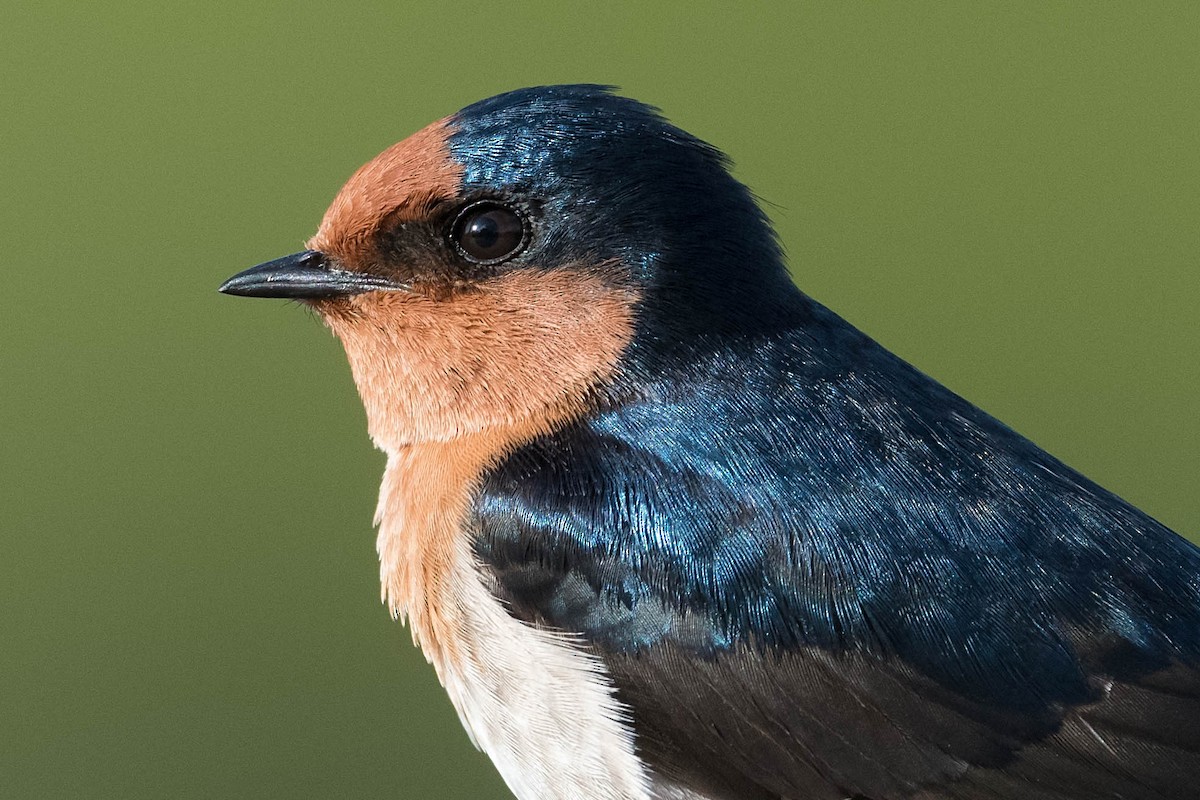 Welcome Swallow - Terence Alexander