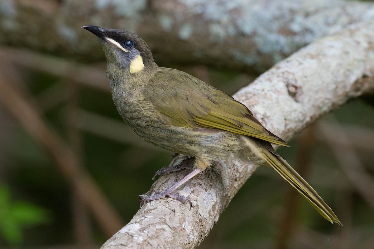 Lewin's Honeyeater - ML209492971