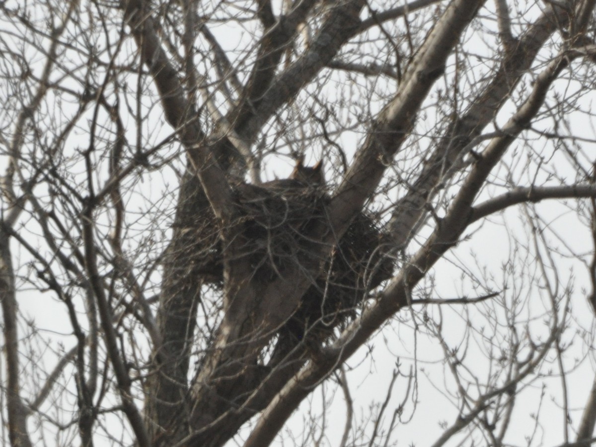 Great Horned Owl - ML209493361