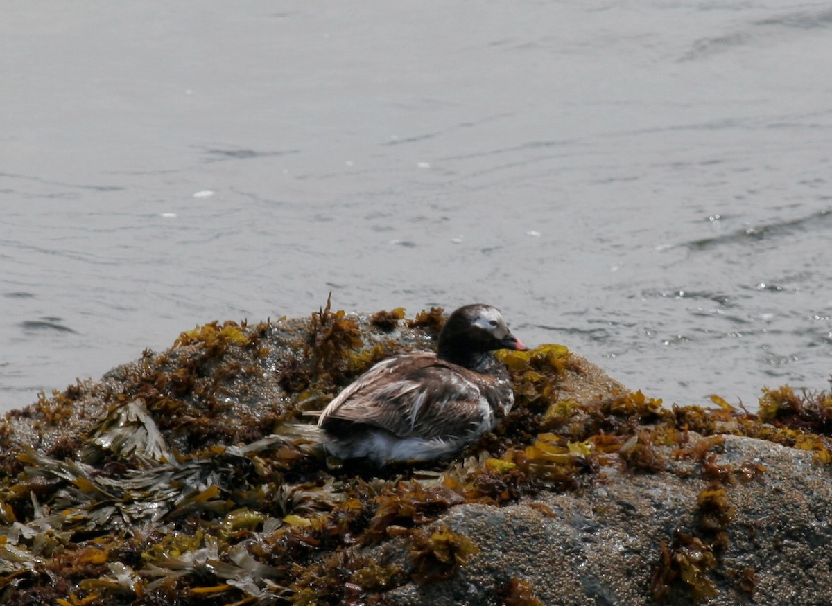 Long-tailed Duck - ML209493801