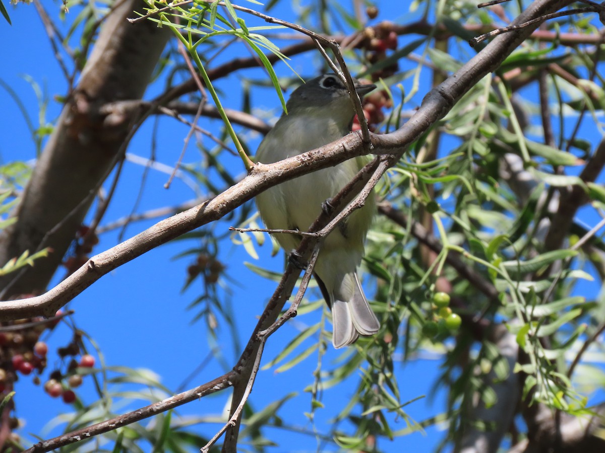 solitary vireo sp. - ML209496261