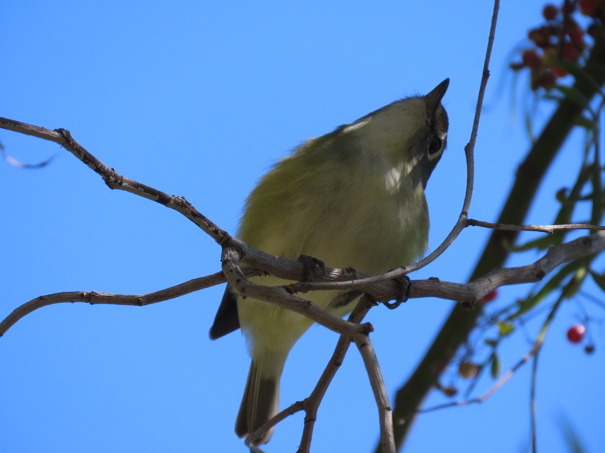 solitary vireo sp. - Edana Salisbury