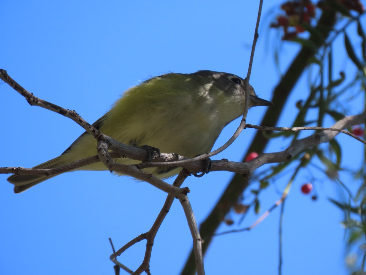 solitary vireo sp. - ML209496461