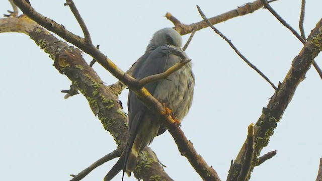 Plumbeous Kite - ML209496491