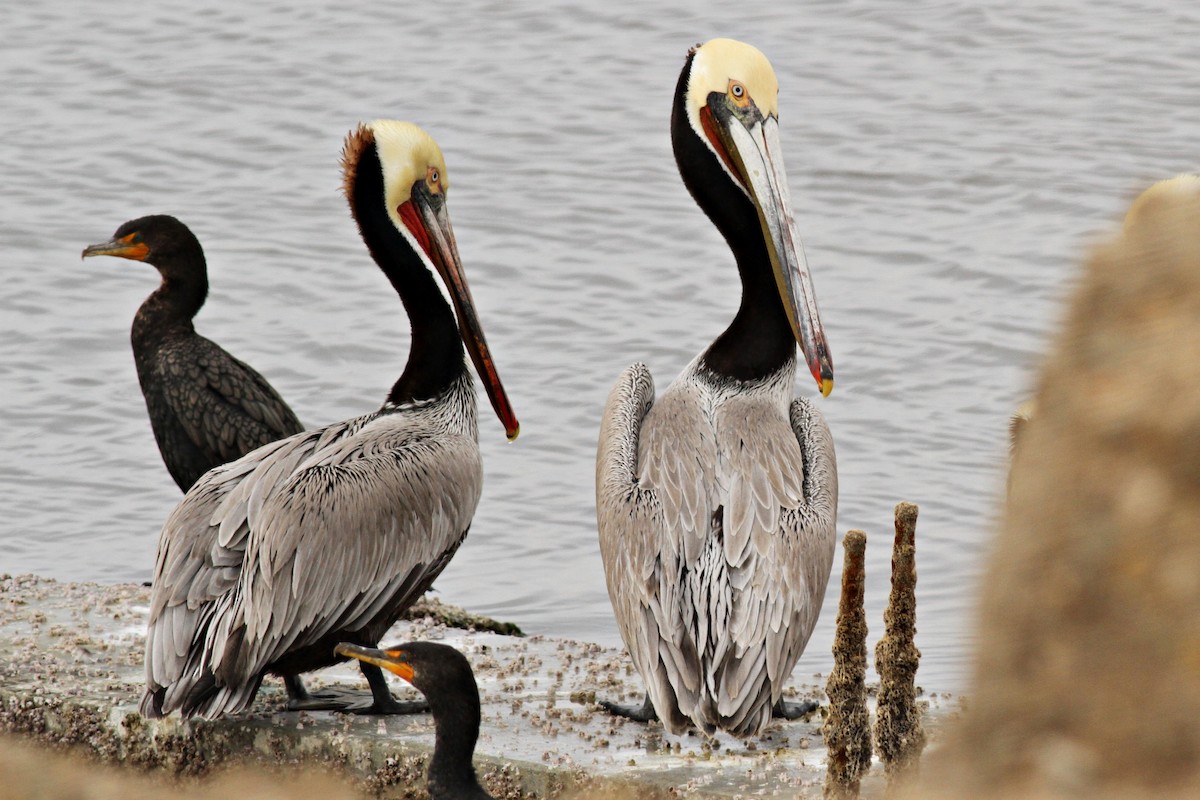 Brown Pelican - Ginger Spinelli