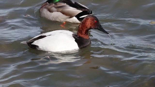 Canvasback - ML209499421