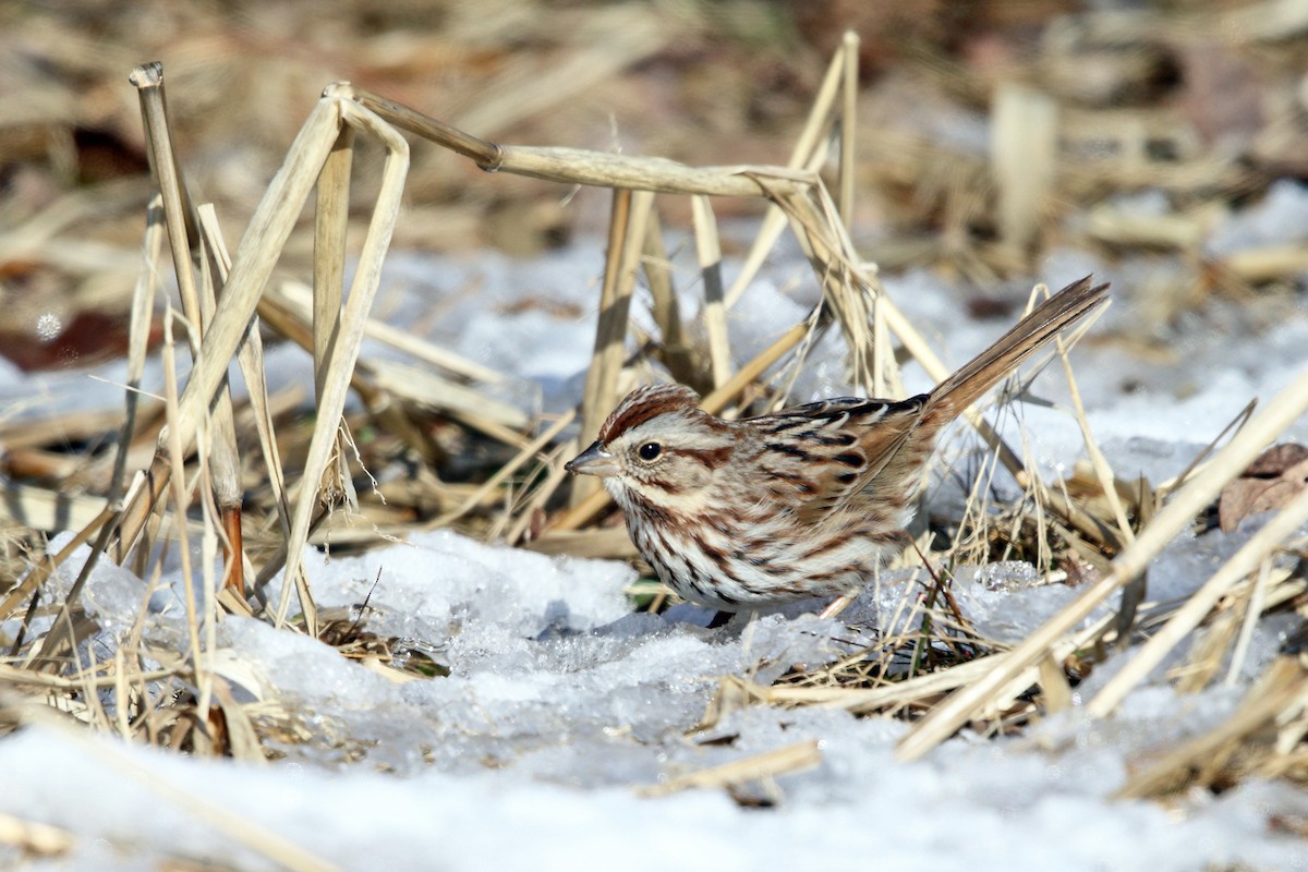 Song Sparrow - ML209502281