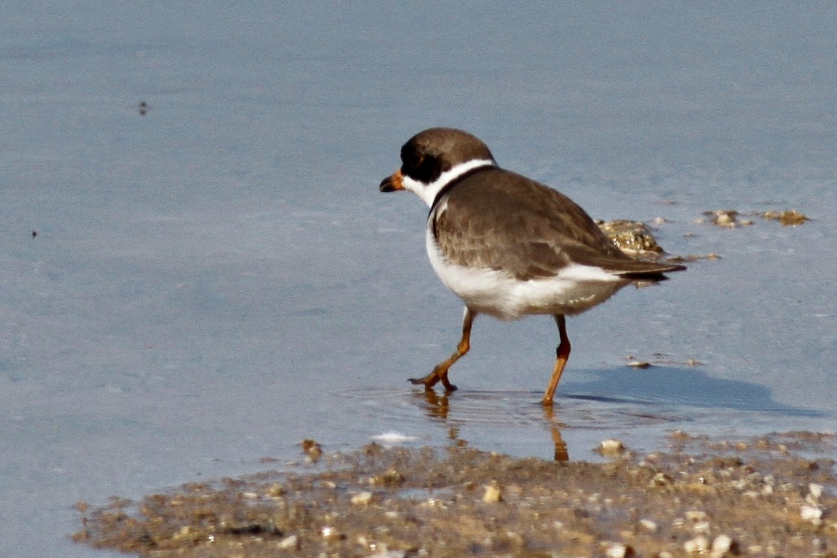 Semipalmated Plover - ML209502411