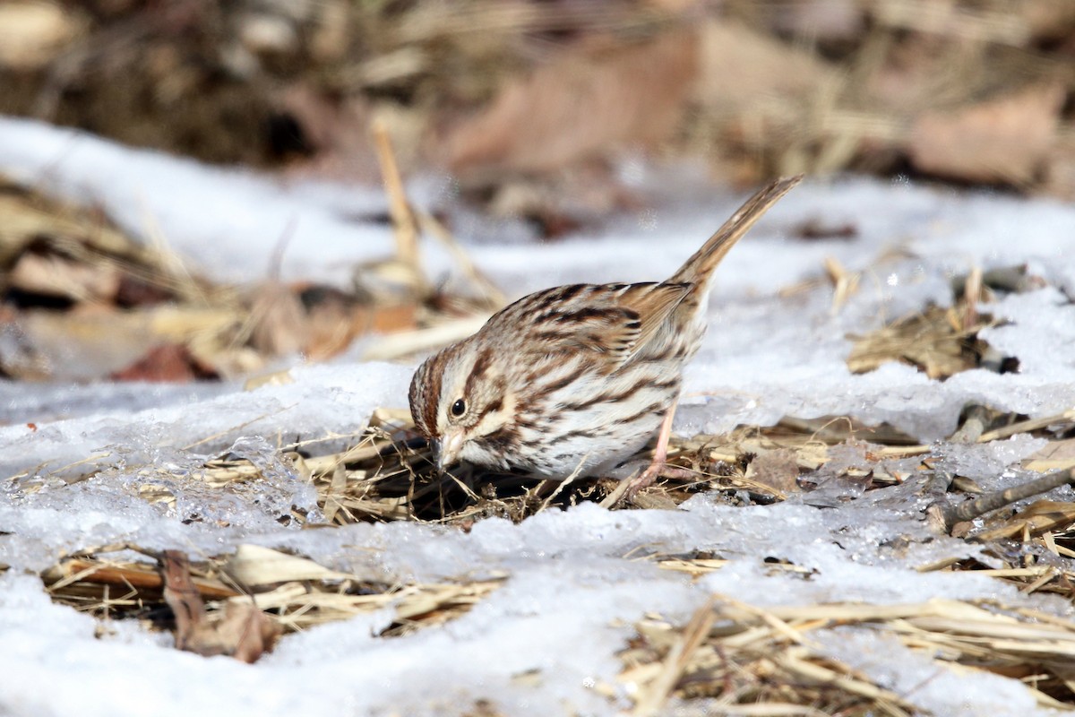 Song Sparrow - ML209502431