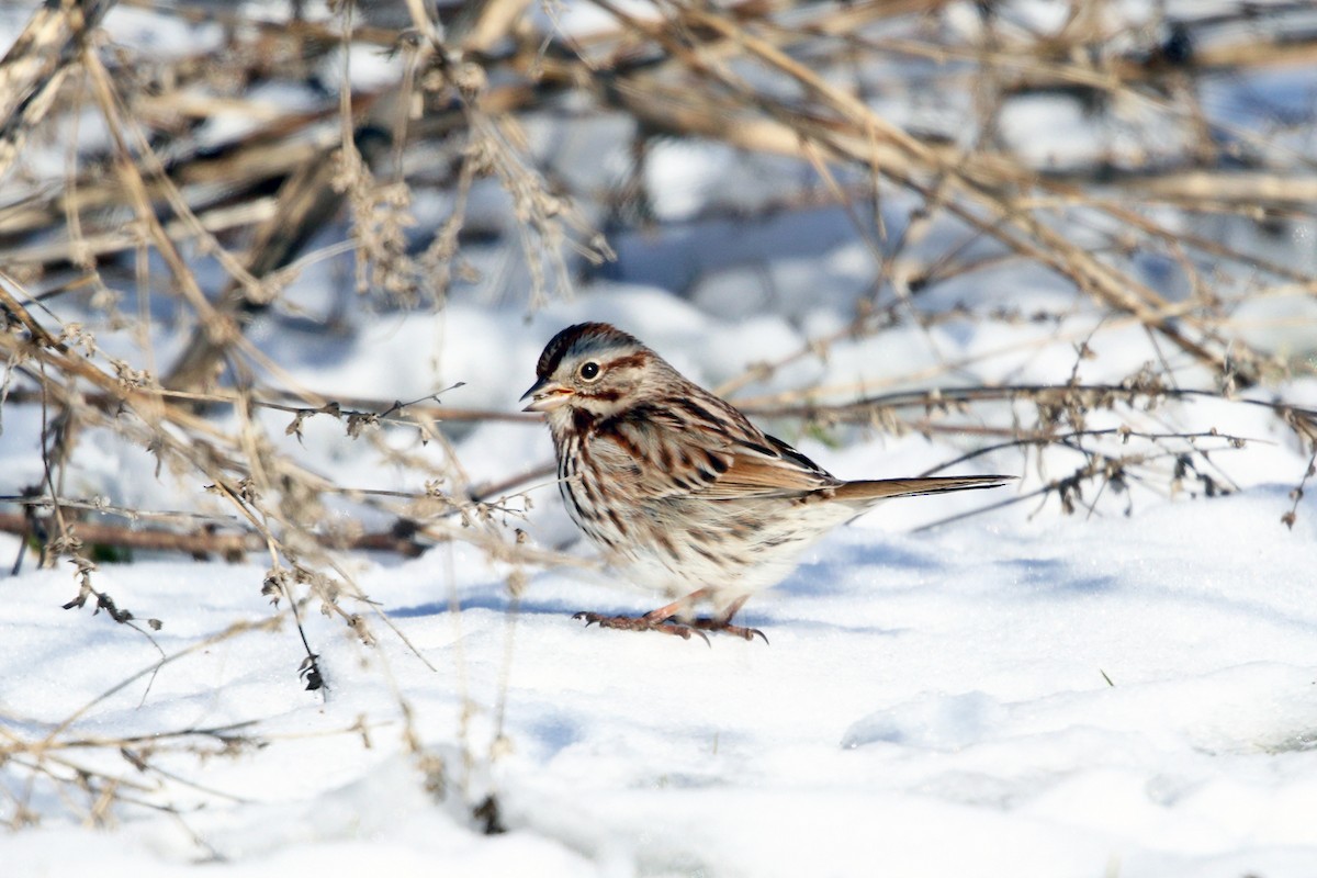 Song Sparrow - ML209502471