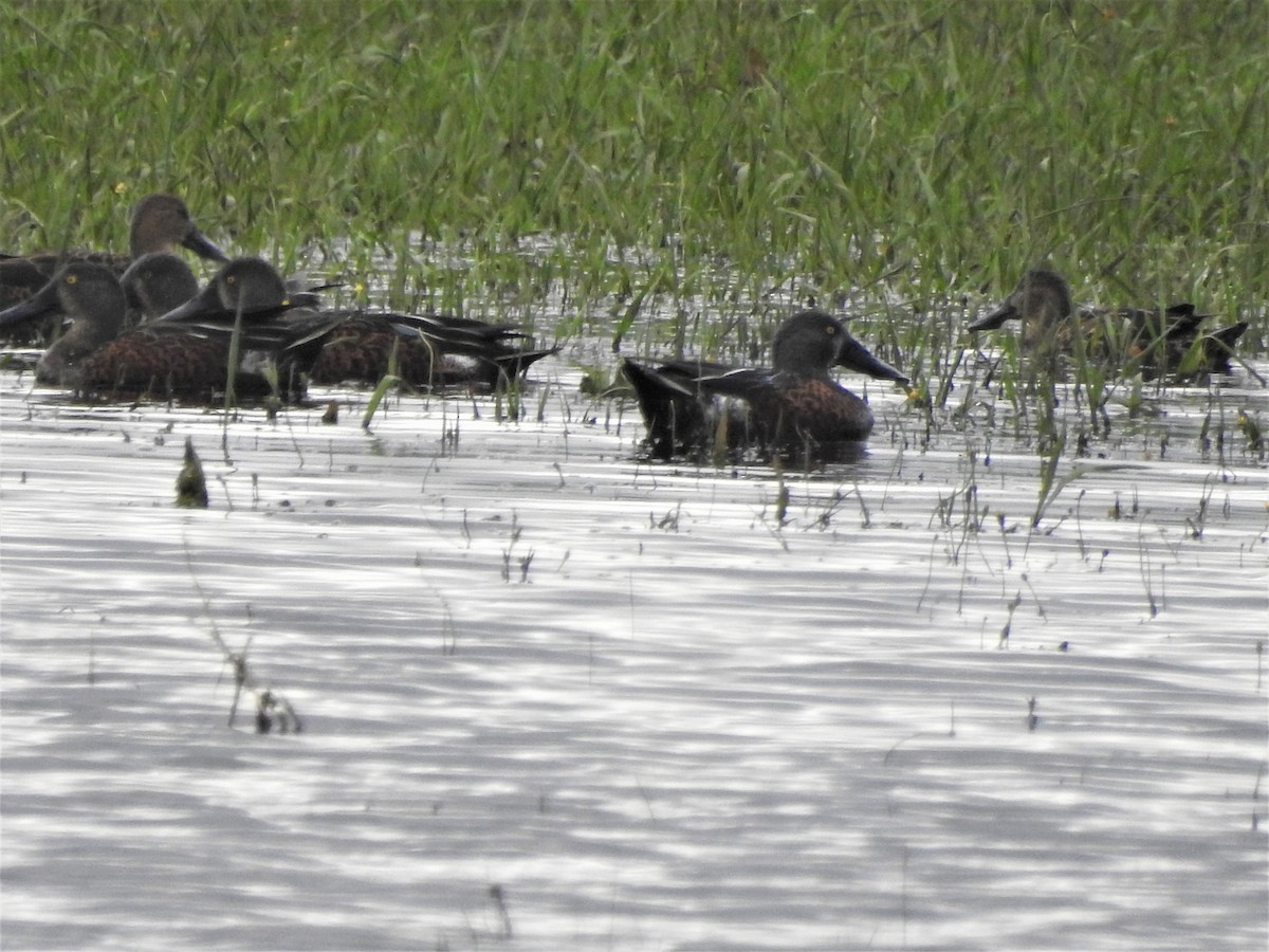 sigdskjeand - ML209502741