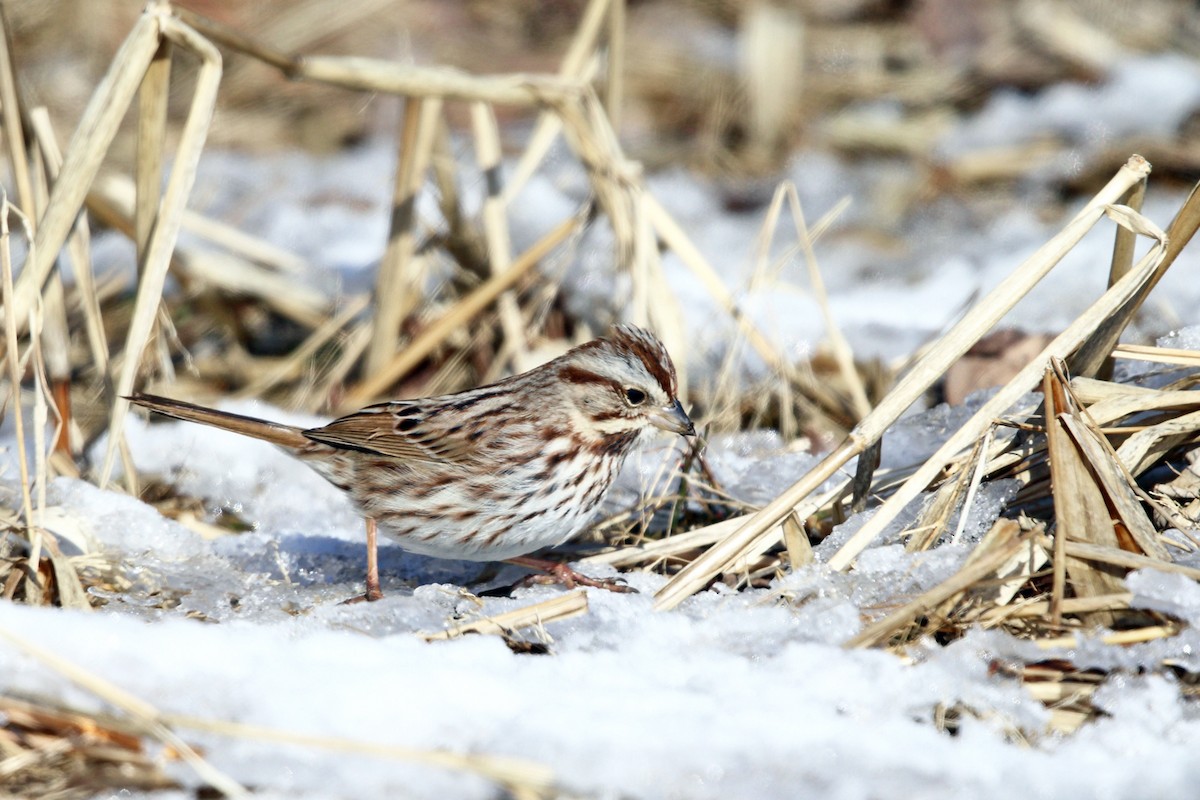 Song Sparrow - ML209502961