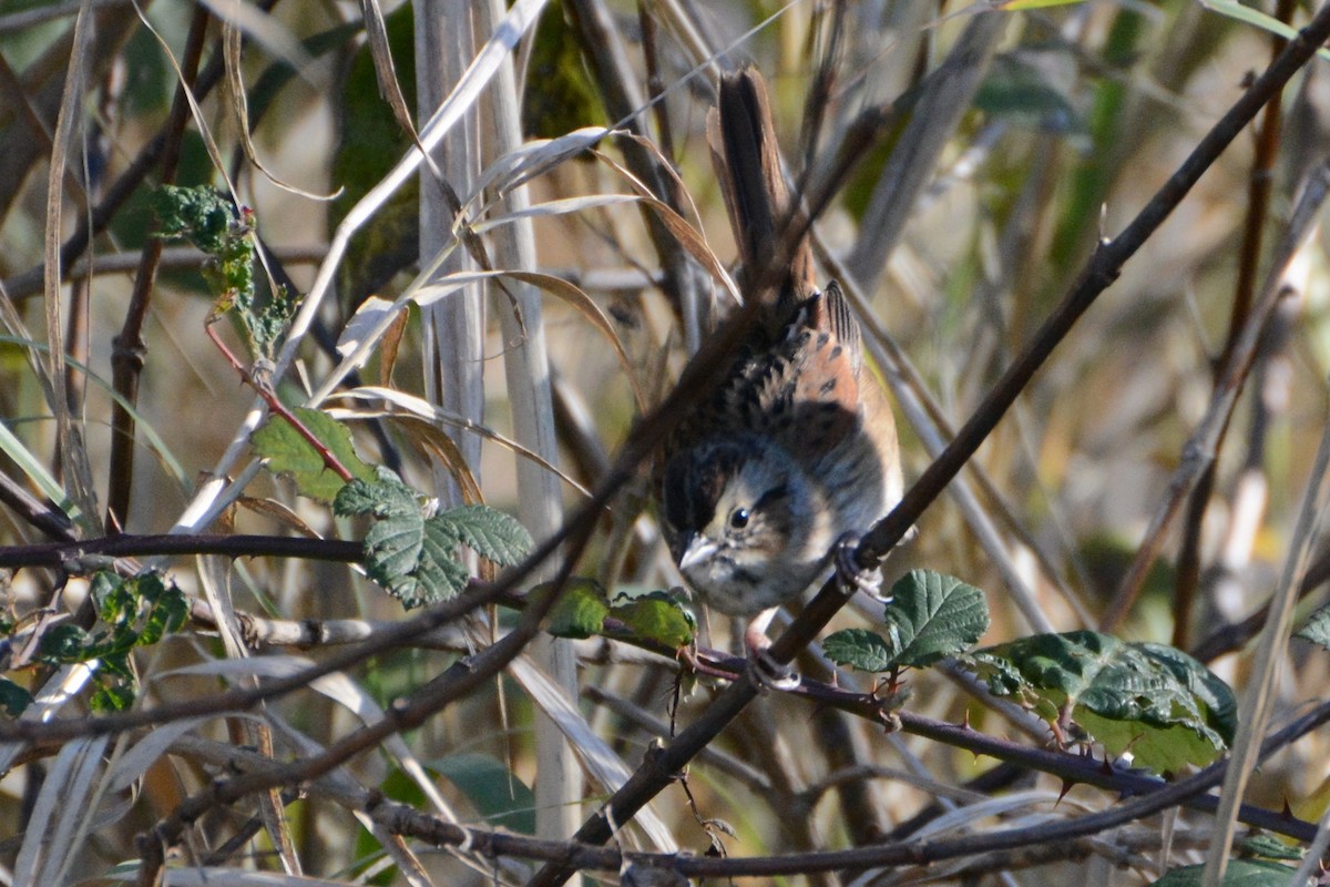 Swamp Sparrow - ML20950391