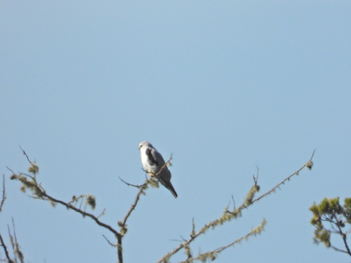 White-tailed Kite - Bill Holland