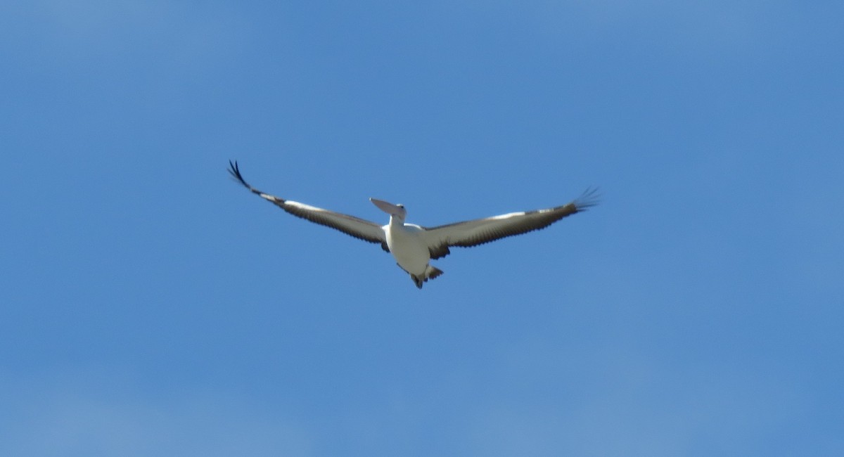 pelikán australský - ML209506251