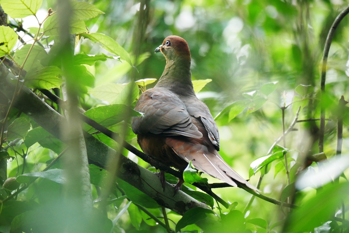 Brown Cuckoo-Dove - Jenny Stiles