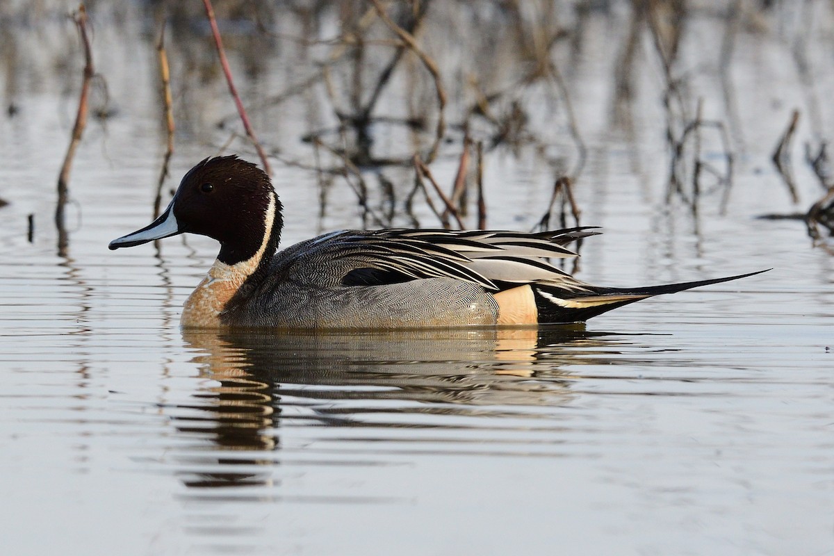 Northern Pintail - Song Yu