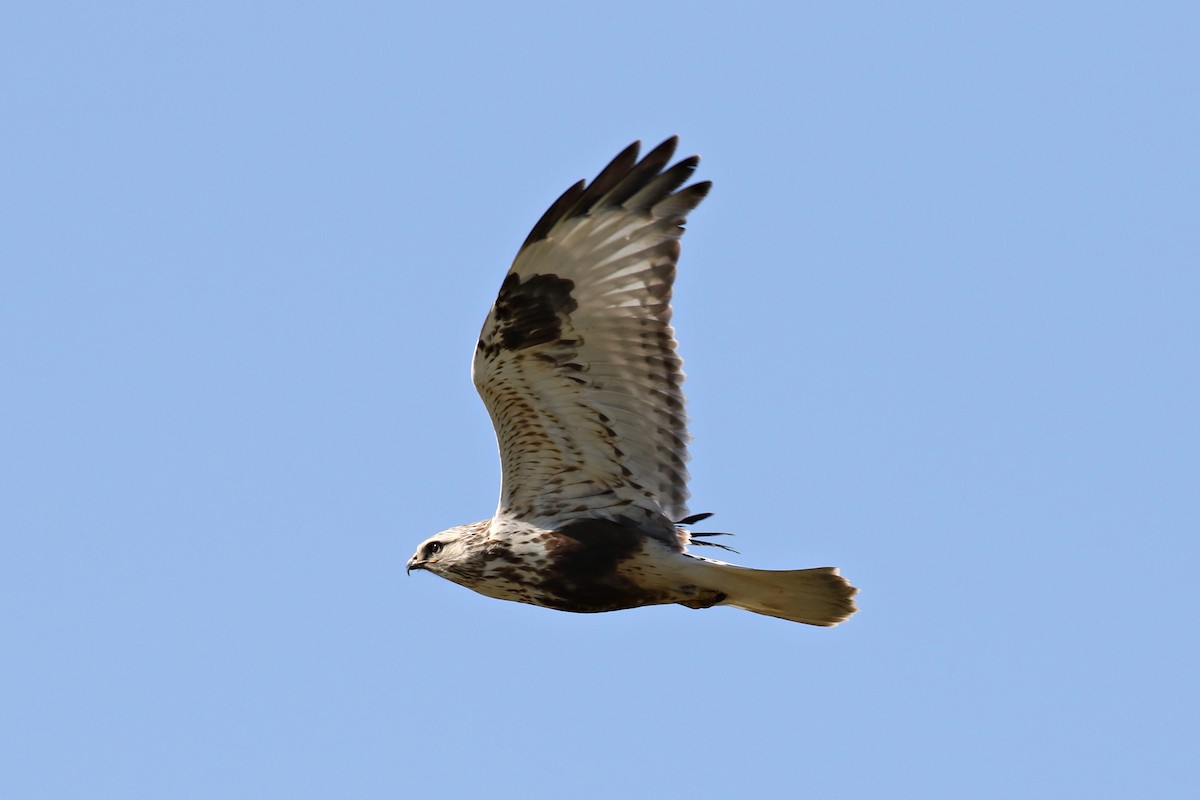 Rough-legged Hawk - Ginger Spinelli